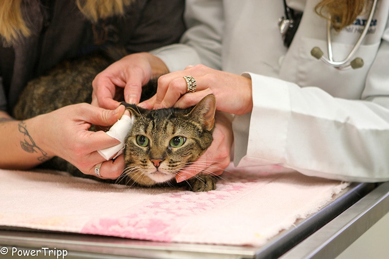 palliative care for cats