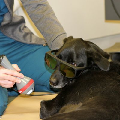 black dog receiving laser treatment from vet. dog has on black sunglasses and is laying down. vet is crouching down to treat dog