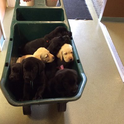 A wheelbarrow full of 7 Labrador retriever puppies. five of the puppies are black and two are yellow